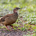 Crested Francolin