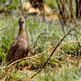Grey-winged Francolin