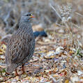 Natal Spurfowl