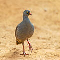 Red-billed Spurfowl