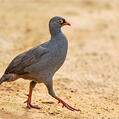 Red-billed Spurfowl