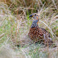 Red-winged Francolin
