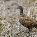 Swainson's Spurfowl