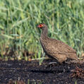 Swainson's Spurfowl