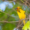 Cape Weaver