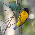 Dark-backed Weaver