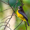 Dark-backed Weaver