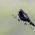 Fan-tailed Widowbird
