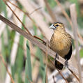 Fan-tailed Widowbird