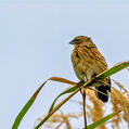 Fan-tailed Widowbird