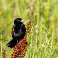 Fan-tailed Widowbird