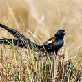 Long-tailed Widowbird