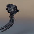 Long-tailed Widowbird