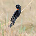 Long-tailed Widowbird