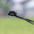 Long-tailed Widowbird