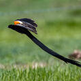 Long-tailed Widowbird