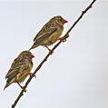 Red-billed Quelea