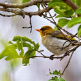 Red-headed Weaver
