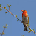 Red-headed Weaver