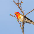 Red-headed Weaver