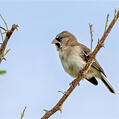 Scaly-feathered Weaver
