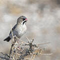 Scaly-feathered Weaver