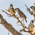 Sociable Weaver