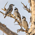 Sociable Weaver