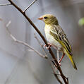 Southern Masked Weaver