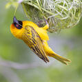 Southern Masked Weaver