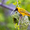 Southern Masked Weaver