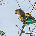 Meyer's Parrot