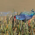 African Swamphen