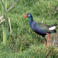 African Swamphen