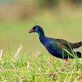 African Swamphen