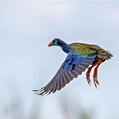 African Swamphen