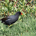 Common Moorhen