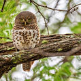 African Barred Owlet