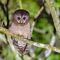 African Wood Owl