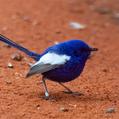 White-winged Fairywren