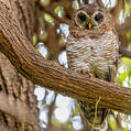 African Wood Owl