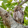 Pearl-spotted Owlet