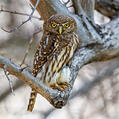 Pearl-spotted Owlet