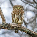 Pearl-spotted Owlet