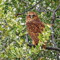 Pel's Fishing Owl