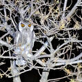 Southern White-faced Owl