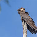 Carnaby's Black Cockatoo
