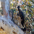 Carnaby's Black Cockatoo