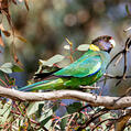 Australian Ringneck