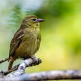 Mauritius Fody